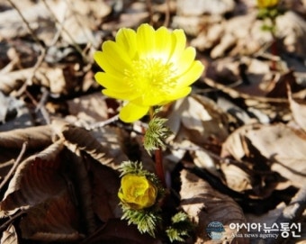 보령 성주산, 봄의 전령사 