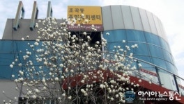 순천 조곡동주민자치센터에 목련꽃 활짝