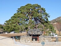 울진행곡리 처진소나무 영구보존된다