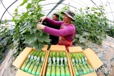 의령토요애 애호박 수확 한창