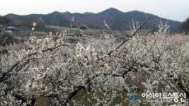 순천 월등계월 향매화 절정