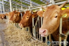 돼지.소 가짜갈비 국내산 둔갑 수도권 한우전문점 유통 수사