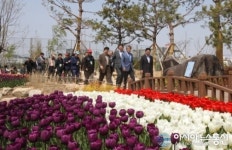 포항시, 뱃머리마을 꽃밭 꽃잔치 개막