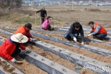새누리 경기도당, 해피바이러스 양배추심기 행사