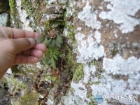 익산시 성당포구마을, 희귀야생초 고란초 왕성