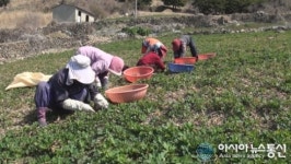 여수 금오도, 제철맞은 잎방풍 출하 ‘한창’