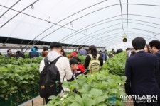 논산딸기 축제 참가자들 딸기 따먹으며