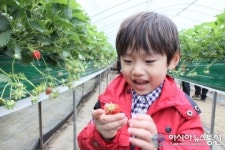 조강인 어린이, 직접 딴 딸기 신기하다며
