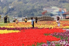하동군 섬진강변 원색의 튤립 물결이 ‘유혹’