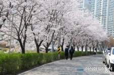 벗꽃 활짝핀 광교산 일대 꽃길 만들어져