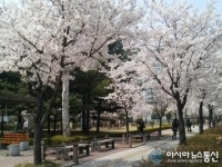 벚꽃 구경 군포로 오세요!