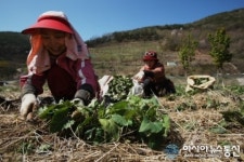 산나물의 왕 취나물 수확 한창