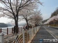 벚나무 늘어선 광교산