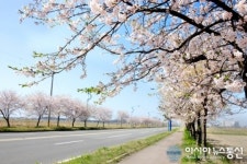 보령 대천해수욕장 벚꽃길 활짝