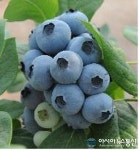 고령군, 블루베리 도내 첫 수확