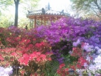 신길근린공원서 제1회 신길5동 철쭉제