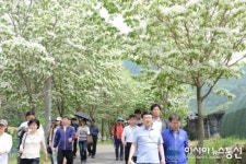 달성군, 마비정 벽화마을 이팝나무 터널 길