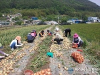 마산소방서, 일손 부족한 진전면 양파농가서 봉사