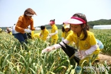 의성군, 의성마늘 장다리뽑기 체험행사 개최