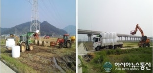 순천시, 축산농가 위기극복을 위한 조사료 수확 및 공급