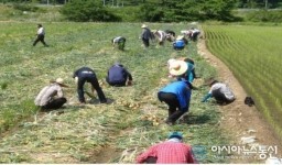 창원시 상수도사업소, 양파수확하며 ‘구슬땀’