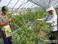 청원 북이 오형균씨, 블루베리 첫 수확