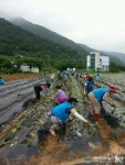 사랑의 고구마 심는 밀양시자원봉사단체협의회