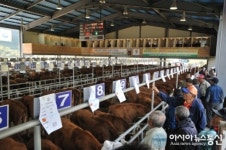 남해군, 한우혈통번식우단지 우량 송아지 분양