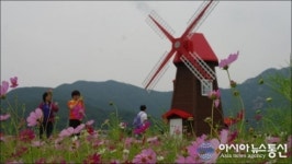 거제 둔덕의 청마꽃들, 청마의 시심 닮은 코스모스 장관