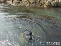 백령·대청 연안바다목장 조성해역 전복 방류
