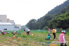천안시 신안동, 유휴지 경작 400㎏ 감자 등 경로당 전달