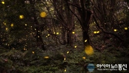 제주 청수곶자왈, 최대 반딧불이 집단 발견