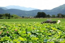 경주 연꽃망울 활짝