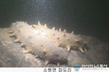 국립수산과학원, 태안군 해삼산란장 조성 순조