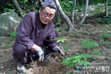 울릉도서 산양삼 집단재배 최초 성공