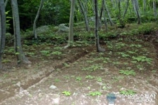 울릉도서 산양삼 집단재배 최초 성공