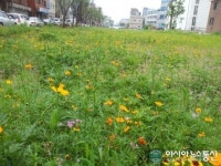 마포구, 공터에 꽃길조성