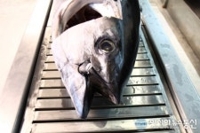 [참치 더 테이블]이렇게 큰 참치 보셨어요?