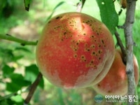 영천시, 복숭아 세균성구멍병 방제 현장지도 강화