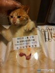 경주시, 길고양이 중성화수술로 민원해소