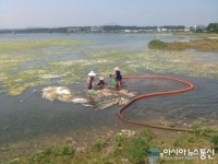 제주시, 하도철새도래지내 ‘골치덩이 파래’ 수거