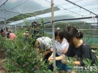 영동 금강모치마을, 농촌체험 ‘인기’
