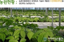 친환경 유기농 무농약 수경재배 새싹삼