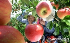 무더위 이긴 거창한 거창사과 첫 수확!