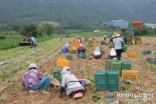 논산 명품고구마, 지난23일 출하 시작…인기몰이 예감