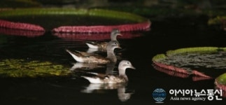 함양 상림연꽃단지서 한가로이 노니는 원앙