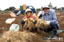 전남 최대생산, 해남 황토인삼 드세요
