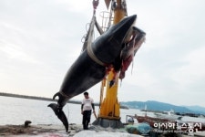 강릉 금진항 해상 밍크고래 혼획