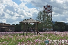 춘천 캠프페이지, 코스모스 화원의 원두막