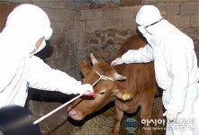 밀양시, 구제역 일제 예방접종 실시